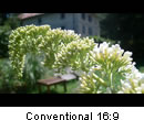 Conventional 16:9