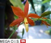 MEGA O.I.S. ON