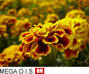 MEGA O.I.S. ON