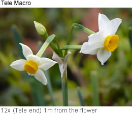 Tele Macro 12x (Tele end) 1m from the flower