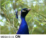 MEGA O.I.S. ON