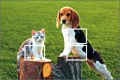EXILIM detects
subjects and
positions focus
frames in the
optimum locations.