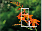 EXILIM automatically positions focus frames according to image conditions.