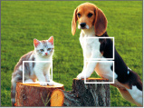 Larger focus
areas are
covered by
multiple
focus frames.